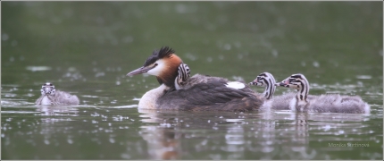 <p>POTÁPKA ROHÁČ (Podiceps cristatus) /Great grested grebe – Haubentaucher/</p>